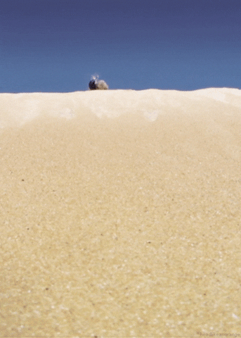 Dessert Beetle Rolling Down GIF