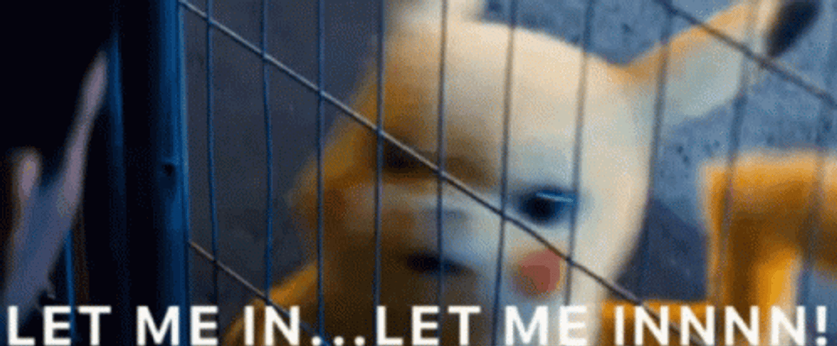 Let Me In GIFs GIFDB