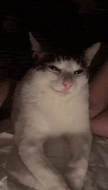 Devious Evil Cat Gif GIF