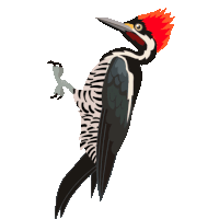 Dhayamani Sticker GIF