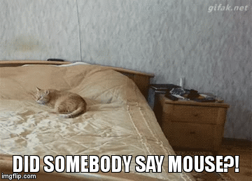 Did Somebody Say Mouse GIF