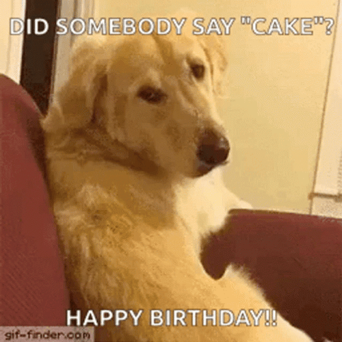 Did Someone Say Happy Birthday Dog GIF