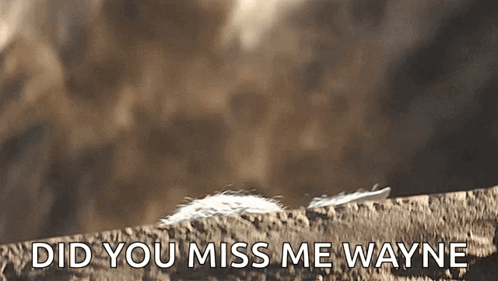 Did You Missed Me Wayne Says Yoda GIF