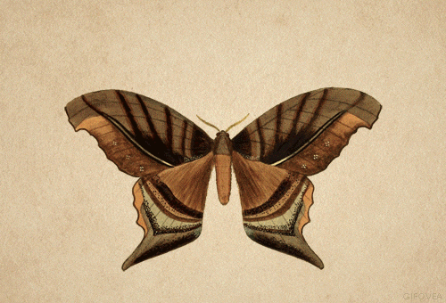 Different Patterns And Colors Of Butterfly Wings GIF