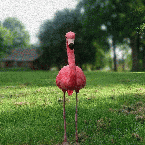 Different Poses Of Flamingo GIF