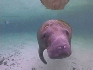 Different Sides Pov Of Manatee GIF