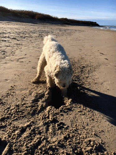 Dog Digging By The Beach GIF