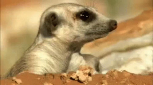 Diligent Meerkat Happy New Year GIF