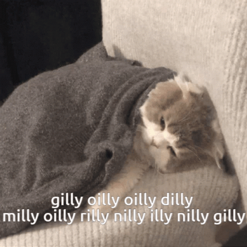 Dilly Dilly Confused Cat GIF