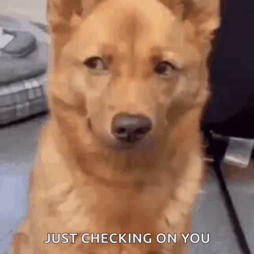 Dingo Dog Checking In On You GIF