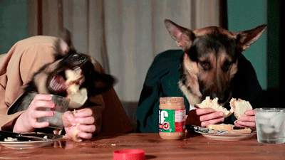 Dingo's Dog Haus Lunch Time GIF