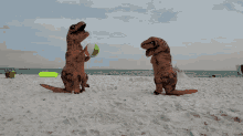 Dinosaur Beach Playing GIF