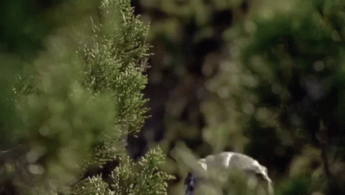 Dinosaur Head Behind Bush GIF