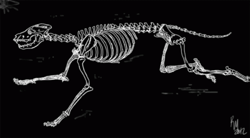Dinosaur Skeleton Running Fast GIF