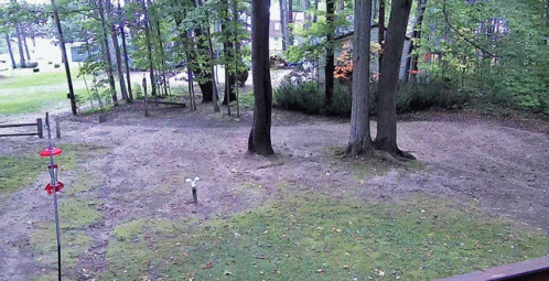 Dirt Area With Trees and Bird Feeder