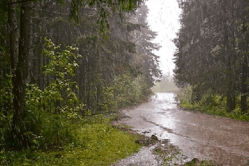 Dirt Road in Woods Rainstorm