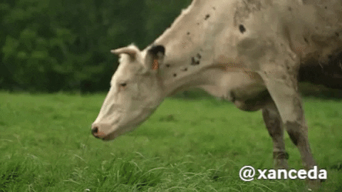 Dirty Moo In The Muddy Field GIF