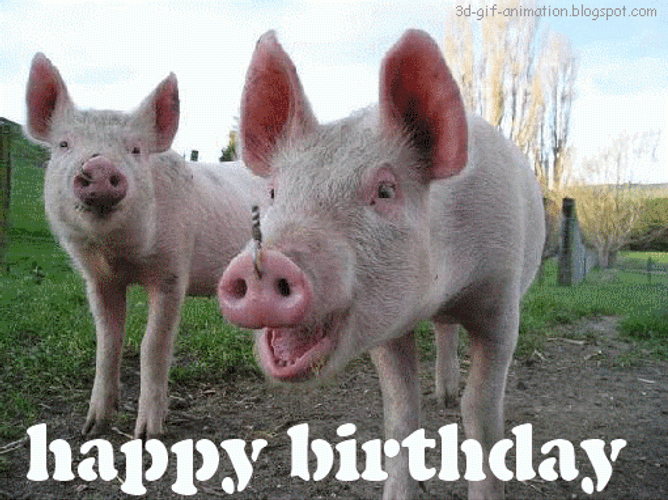 Dirty Pigs Barn Happy Birthday GIF
