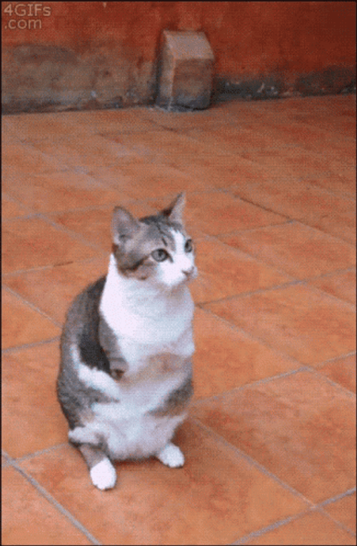 Disabled Cat Jumping GIF