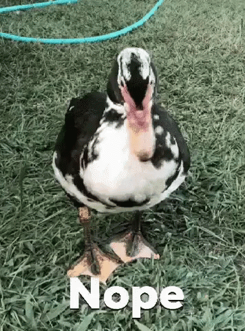 Disagreeing Duck Saying Nope GIF