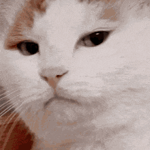 Disappointed Cat Gif GIF