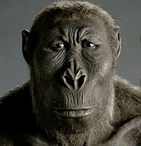 Disappointed Monkey Meme GIF