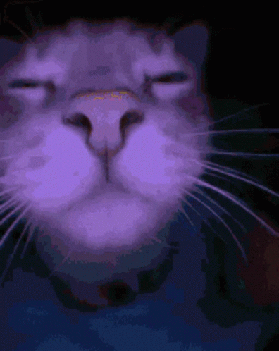 Disco Cat Jamming GIF