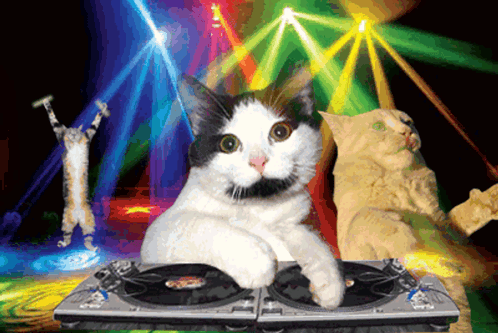 Disco Party Dancing Cat Meme GIF