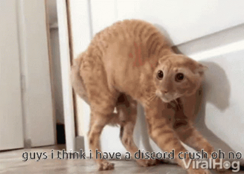 Discord Crash Scared Ginger Cat GIF
