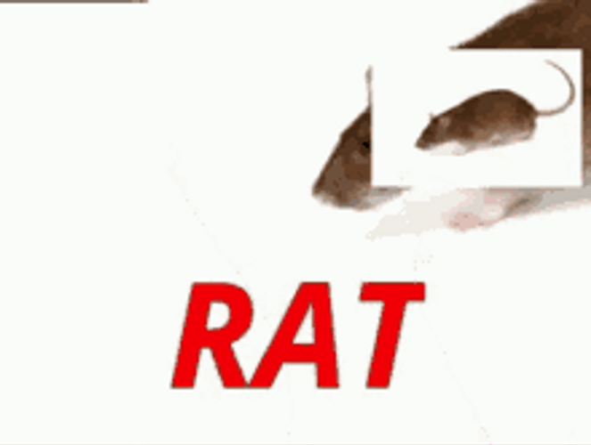 Discord Rat Emoji Funny GIF