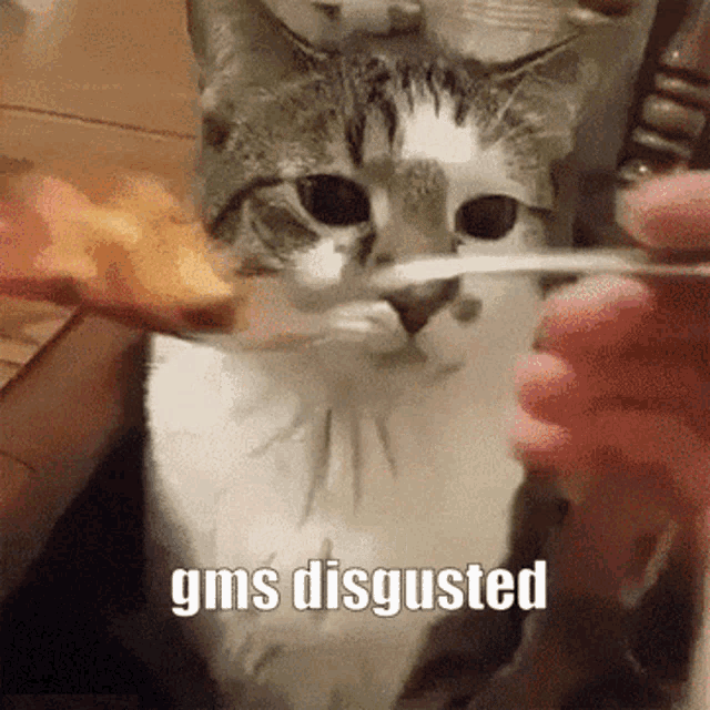 Disgusted Cat Puking GIF