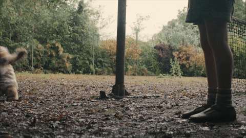 Disney Studio Happy Tigger GIF