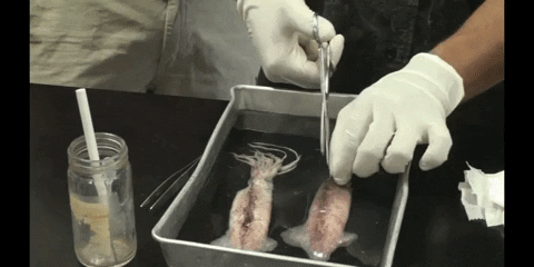 Dissecting Squid Body GIF