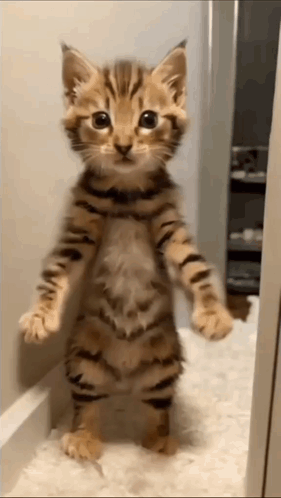 Distinct Performance Dancing Cat Meme GIF