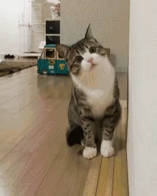 Distracted Cat Won't Listen GIF