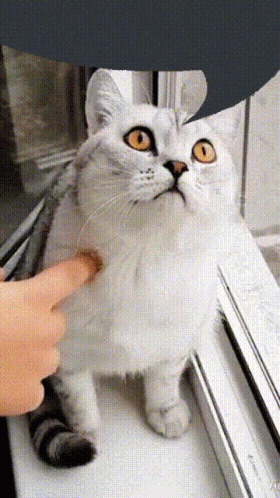 Distracted Cat Won't Notice Me GIF