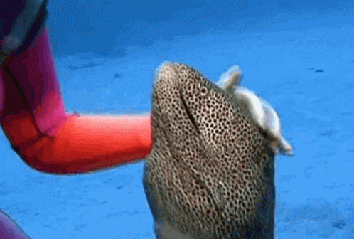 Diver Hugging Giant Eel GIF