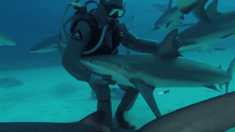 Diver Pats The Goblin Shark Under Water GIF