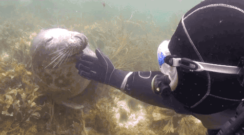 Diver Petting Spinning Seal GIF