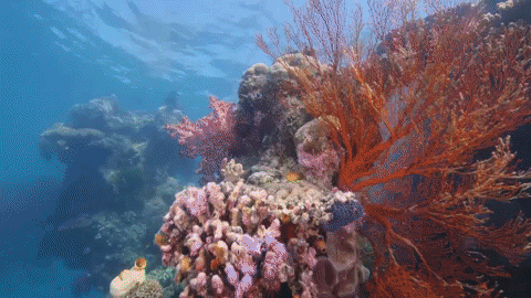 Divers And Corals Underwater GIF