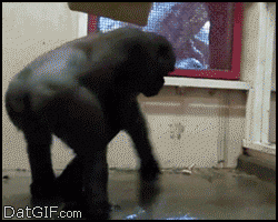 Dizzy Dancing Monkey GIF
