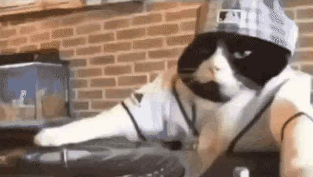Dj Cat Dancing Cool Music Hip Hop Jersey GIF