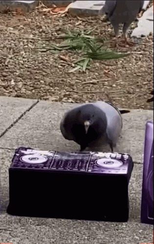 Dj Pigeon Funny Animals GIF