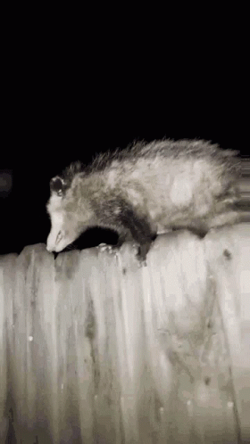 Do Not Touch The Possum GIF