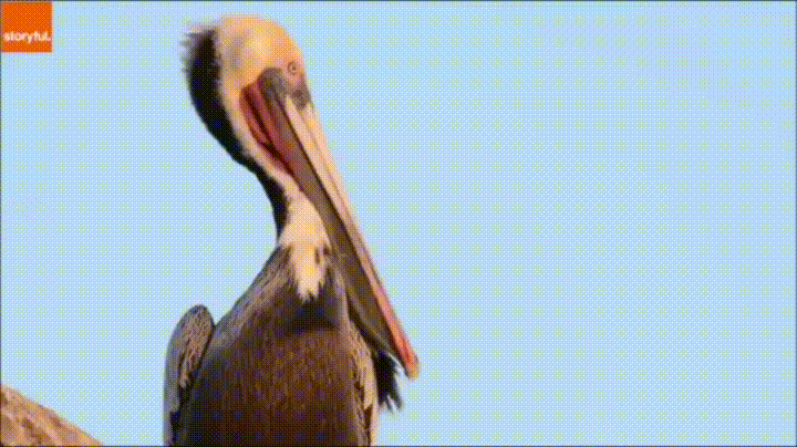 Do Something Pelican Yawn GIF