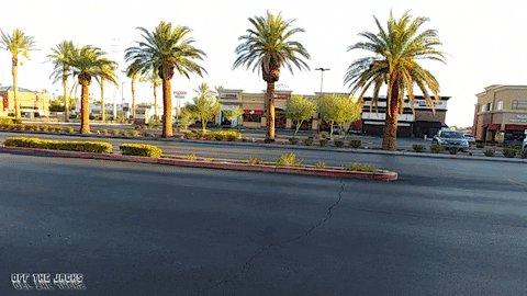 Dodge Challenger Palm Trees GIF