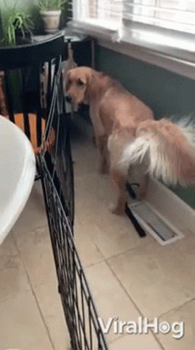 Dog Air Conditioning GIF