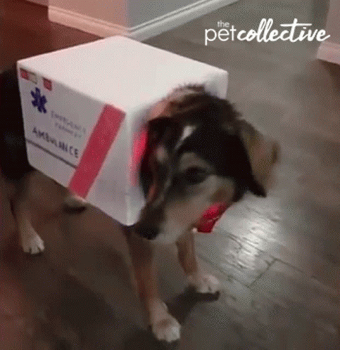 Dog Ambulance Costume GIF