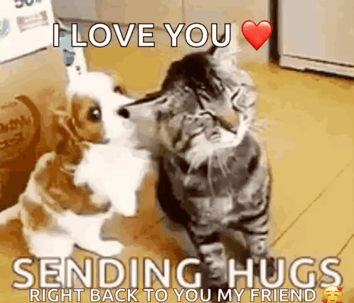 Dog and Cat Hugging Sending Hugs Right Back to You My Friend