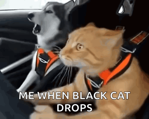 Dog And Cat In Car Me When Black Cat Drops GIF